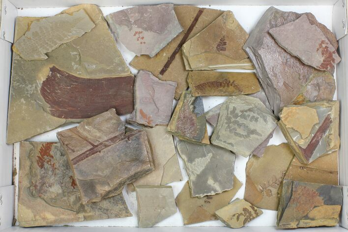 Wholesale Flat - Assorted Plant Fossils From Manning Shale - Pieces #134398